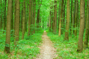 Tree lined path